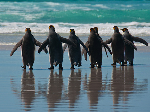 Escale Iles Malouines (Port Stanley)